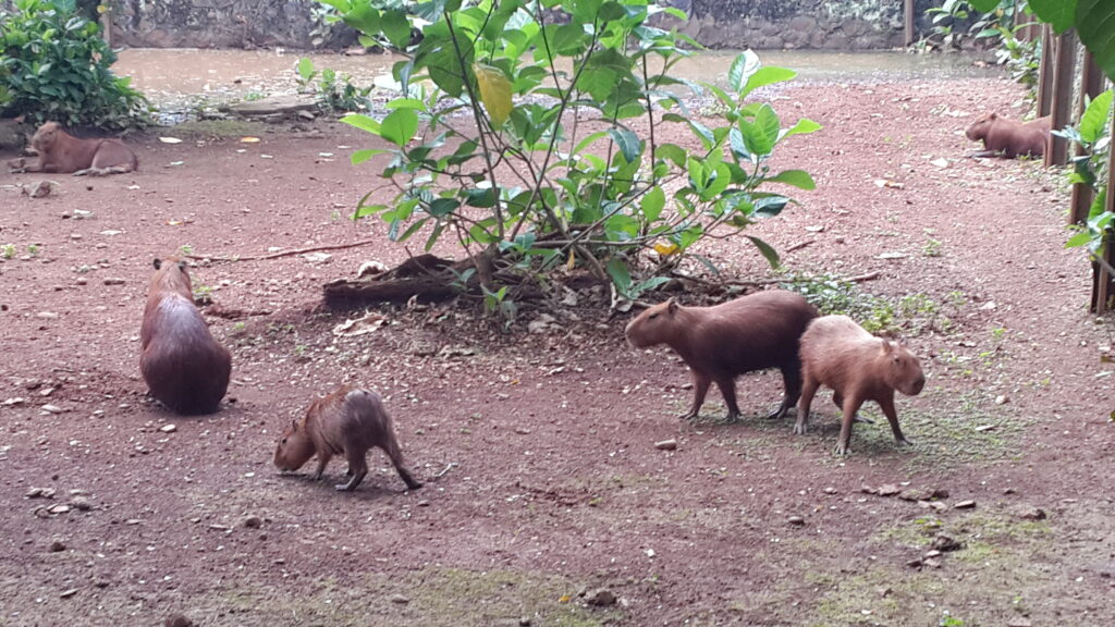 Capybara or kapibara at ragunan zoo, Jakarta, Indonesia