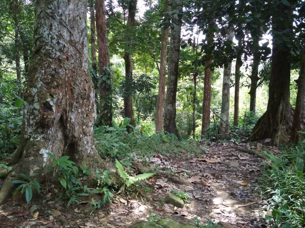 Bukit Jamur Bengkayang Kalimantan Barat