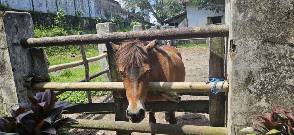 Friendly dogs, deer, and horses at De Karanganyar coffee plantation, Blitar