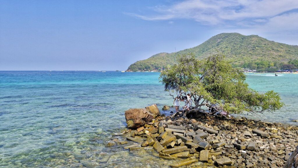 Famous Korean tree at Tien Beach Koh Larn Pattaya